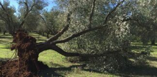 Xylella: batterio avanza in Salento