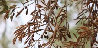 Xylella, Ue: “Nuove risorse per la Puglia”