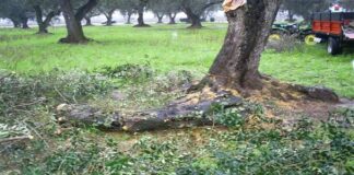Xylella a Ostuni, disposto abbattimento ulivo infetto