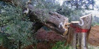 Xylella, il batterio arriva a Ostuni