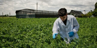 Coltivazione canapa: entrata in vigore la legge