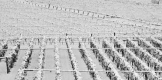 «Settore agricolo in ginocchio», la Cia chiede lo stato di calamità
