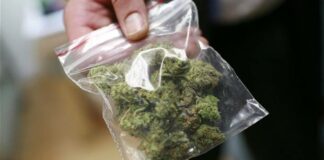 Mezzo quintale di marijuana dalla Puglia a Perugia: tre brindisini in manette