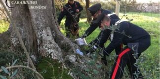 Droga e munizioni nel tronco di un ulivo secolare: arrestati madre e figlio