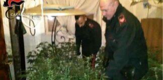 Piante di marijuana coltivate alle porte della città: 18 indagati