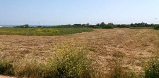 Nuovo atto intimidatorio a Torre Guaceto: distrutto habitat di specie tutelate