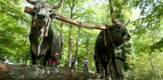 Festa del Maggio: Accettura invita i pugliesi a partecipare al Premio Letterario “L’albero di rose”