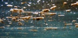 E’ allarme alga tossica: divieto di balneazione a Torre Canne e parte della costa fasanese