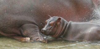 Nato nello zoo Safari un cucciolo di ippopotamo