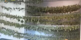 Scoperta piantagione di marijuana e sequestrate 5 mila piante: arrestati 2 responsabili