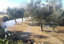 Maltempo, disastro nelle campagne brindisine: sos ortaggi, olive e grano