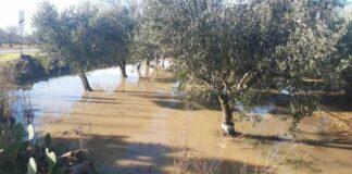 Maltempo, disastro nelle campagne brindisine: sos ortaggi, olive e grano