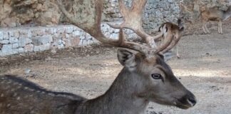 Daini fuggono da Zoosafari: ritrovati sette esemplari