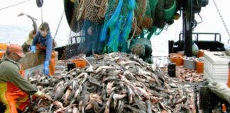 Pesca la Regione Puglia pubblica il bando da 3 milioni a sostegno delle marinerie pugliesi