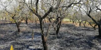 I volontari di Protezione civile impegnati nell’Antincendio Boschivo: «Dimenticati dalla Regione, stop dal 15 luglio»