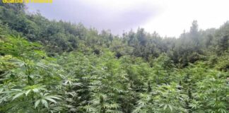 Scoperte e sequestrate oltre 11mila piante di marijuana nelle province di Brindisi, Foggia e Lecce