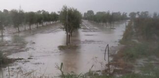 Maltempo, Coldiretti Puglia conta i danni a Brindisi dopo i nubifragi