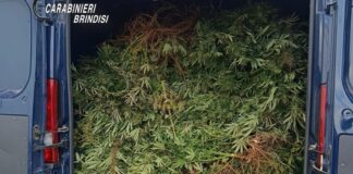 Piantagione di marijuana nell’abitazione di campagna, arrestati coniugi a Brindisi