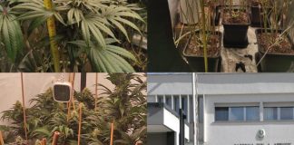 Serra di marijuana in casa nel centro di Brindisi: giovane denunciato dalla guardia di finanza