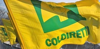 Olio senza origine sequestrato a Fasano, Coldiretti Puglia: «Frodi che colpiscono i più deboli»
